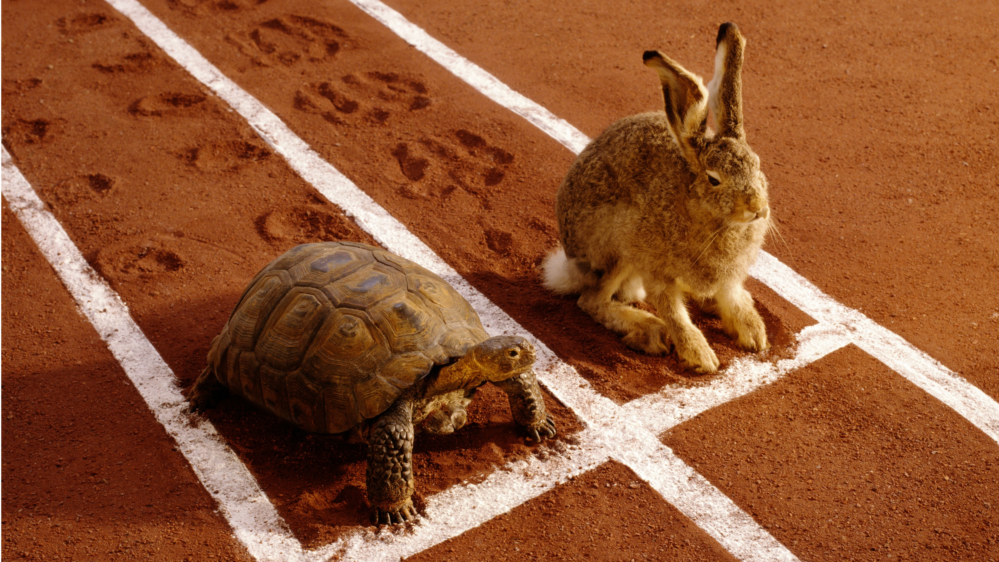 A tortoise and a hare at the start line, representing the balance between steady growth and the need for speed.