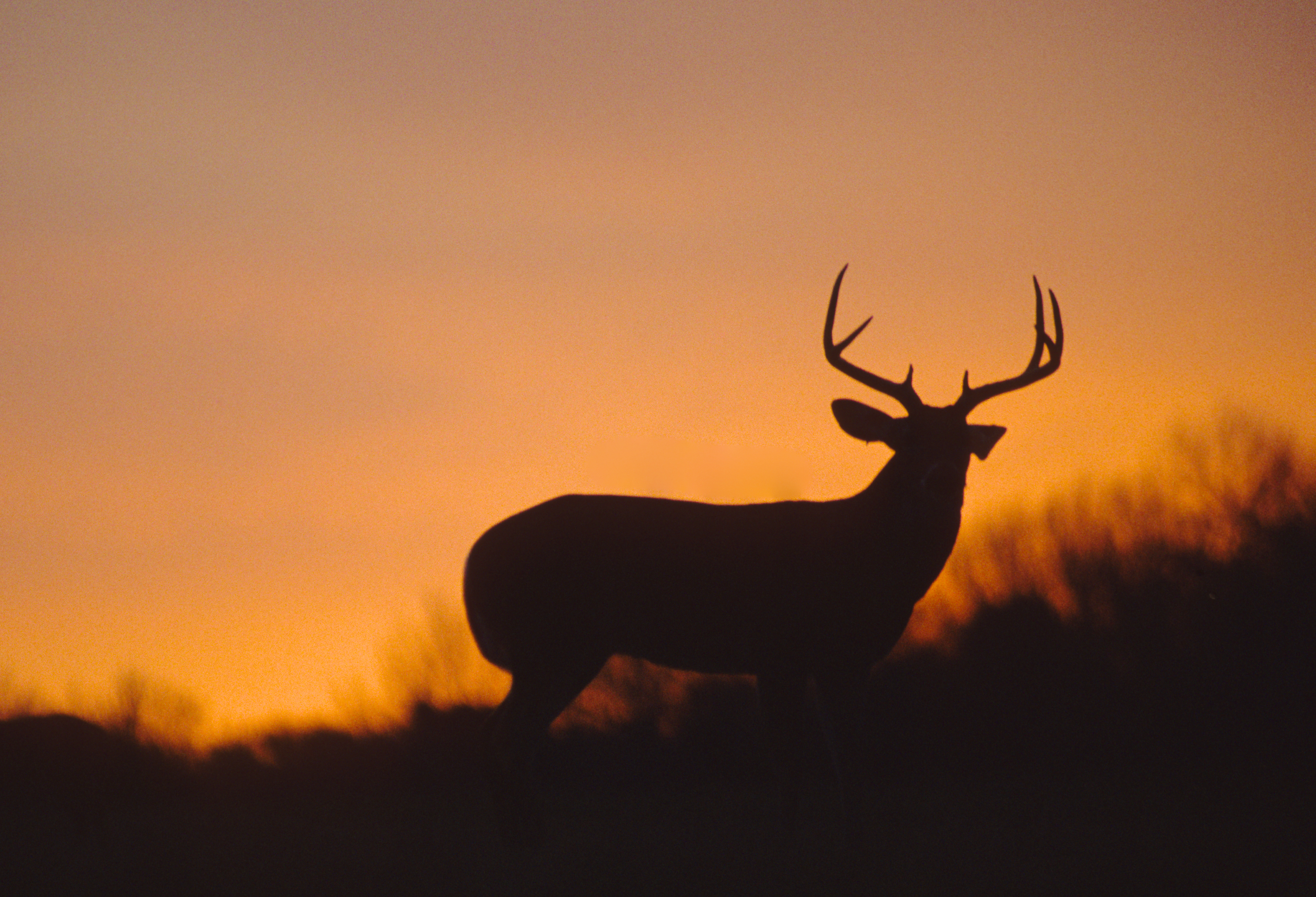 A whitetail buck deer silhouetted against a sunset sky.